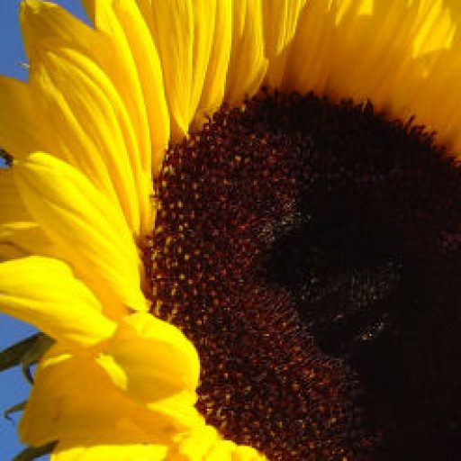 Yellow Sunflower - Christian Pen Pal Newsletter Home Page